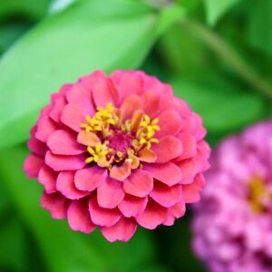 Meet your Posher, Lydia